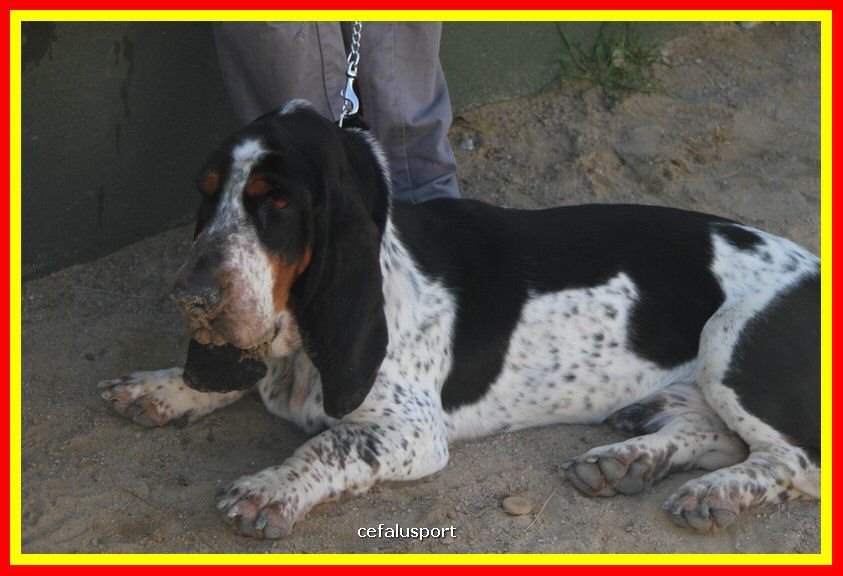 180311 mostra_canina 020.jpg